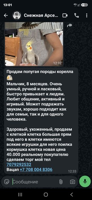 Продаю попугая карелла