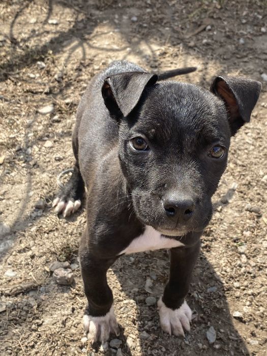 Пидбуль сатам талгарда тур