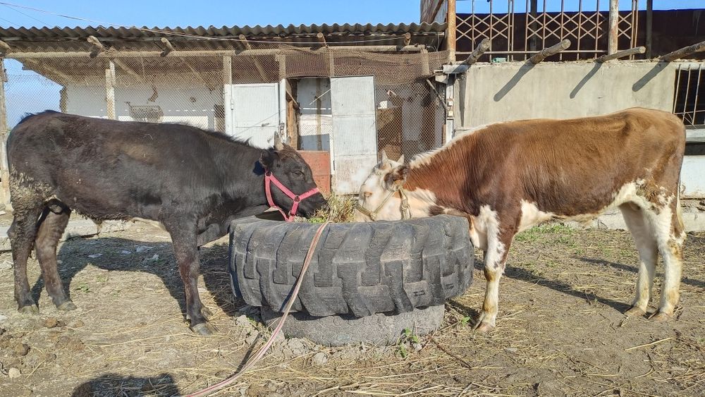 Бычки годовалые.