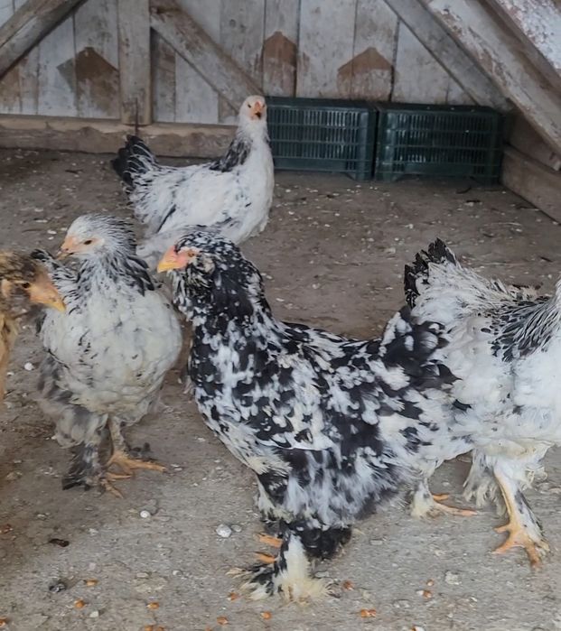 vand 4 puici si un cocos tinere