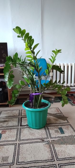 Домашние цветы 2 шт