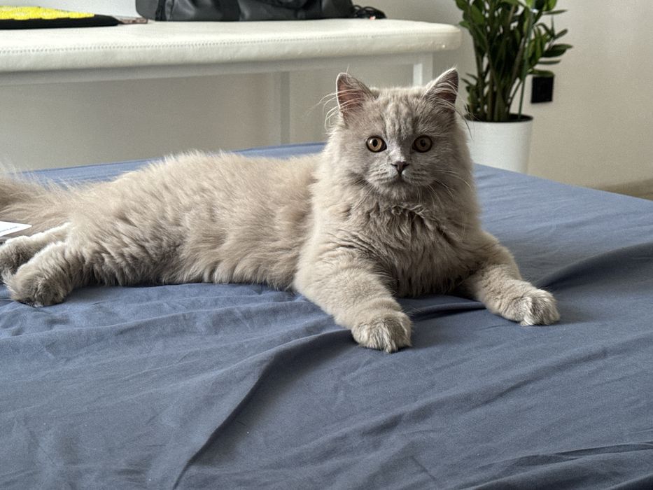 Продам породистого кота