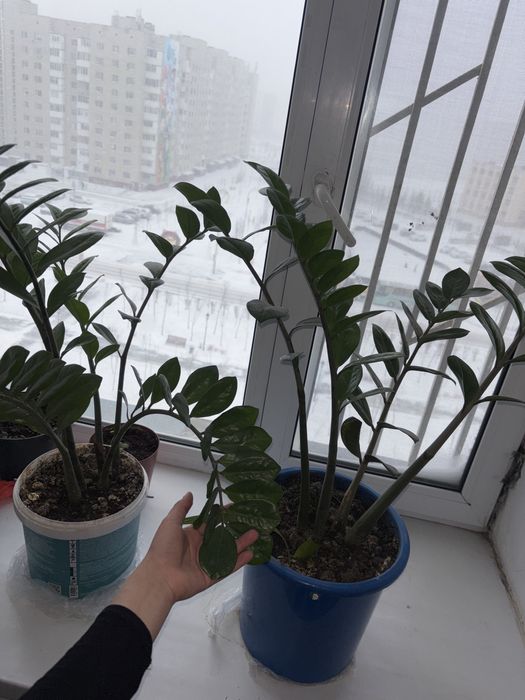 Комнатные растения цветы