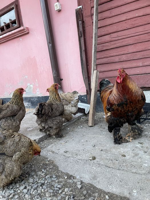 vand gaini brahman potârnichiu