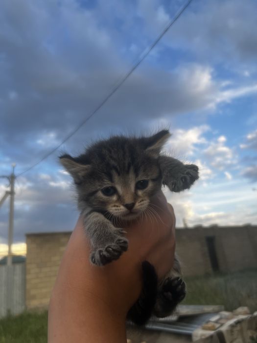 Отдам кота бесплатно