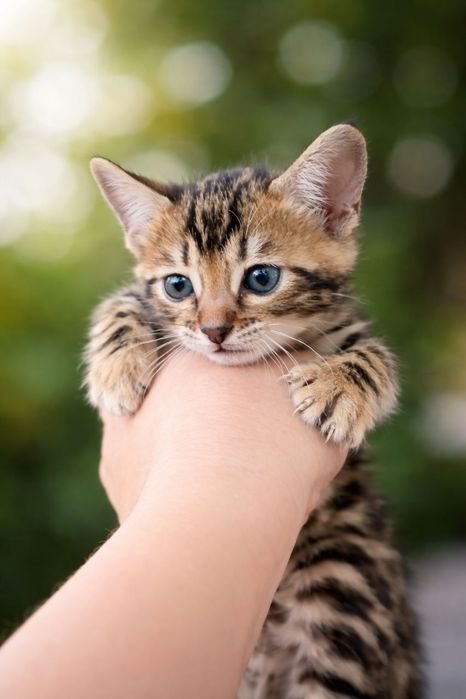 Продаются срочно бенгальская кошечка