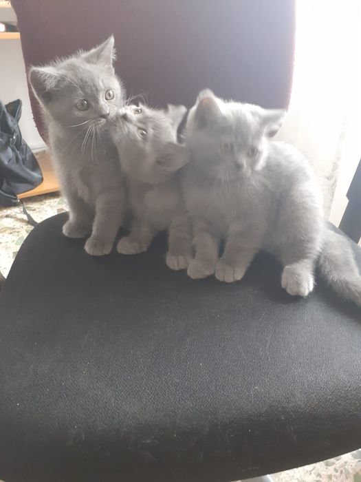 Motănei drăguți și jucausi
