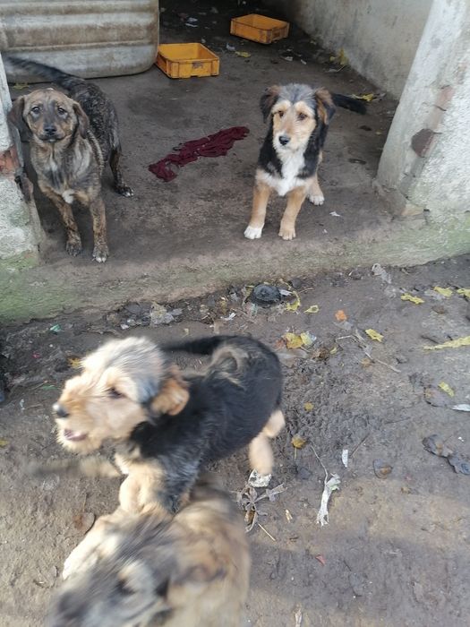 Donez catei de rasa  are vaccin