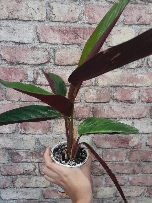 комнатные цветочки