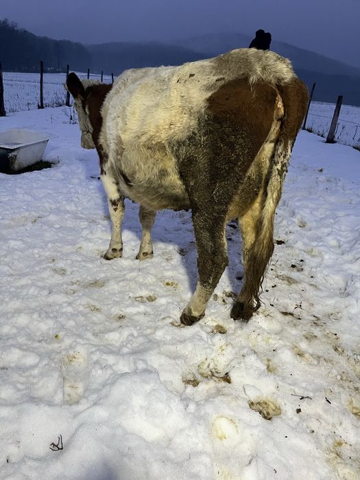 De vanzare vaca de 3 ani