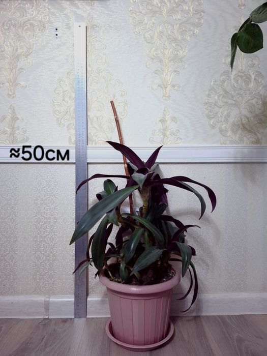 Традесканция покрывальчатая