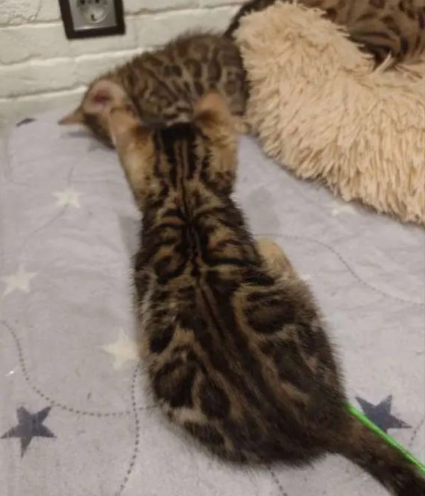Бенгальские котята