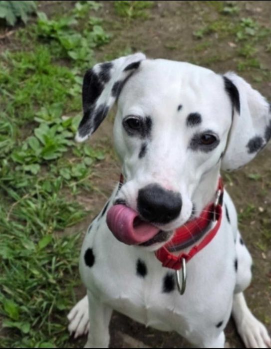 Далматин щенок продаётся
