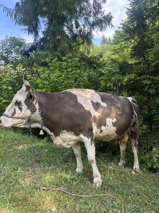 Vand vaca gestanta