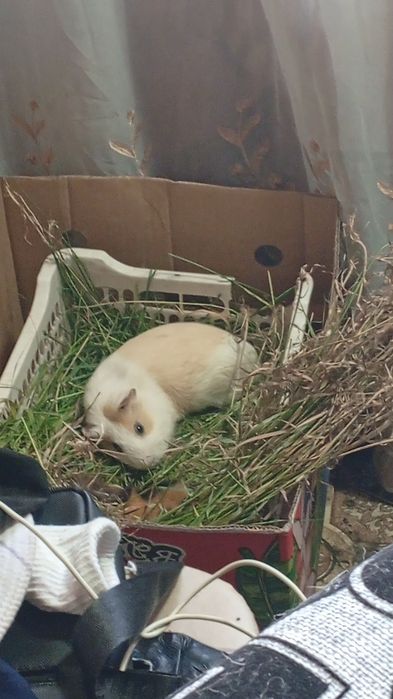 продам морскую свинку