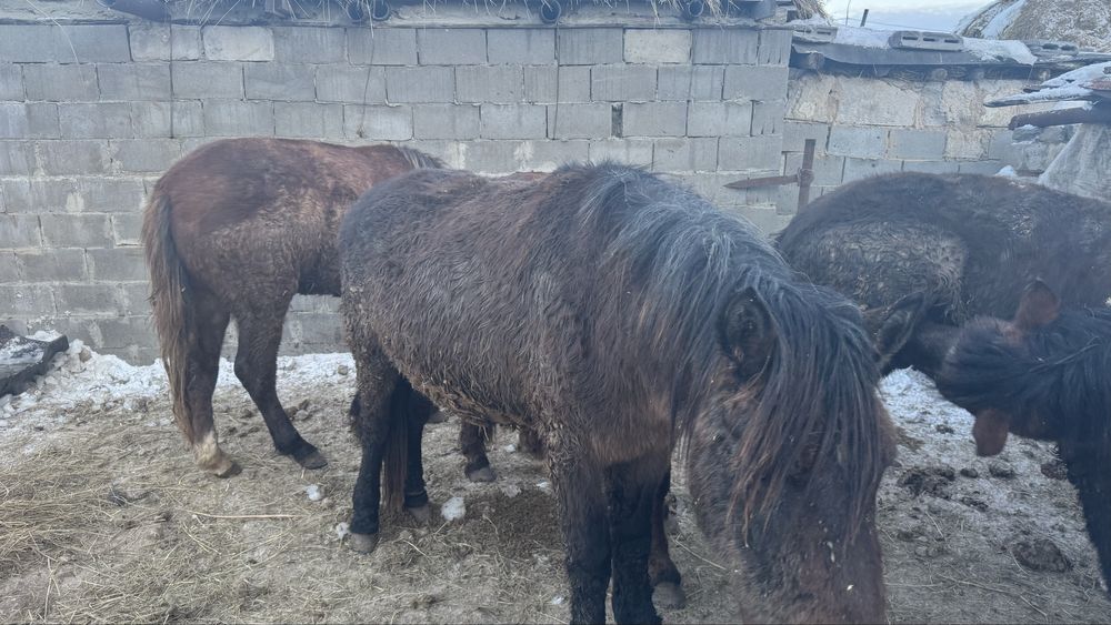 Тай на соғым с откорма