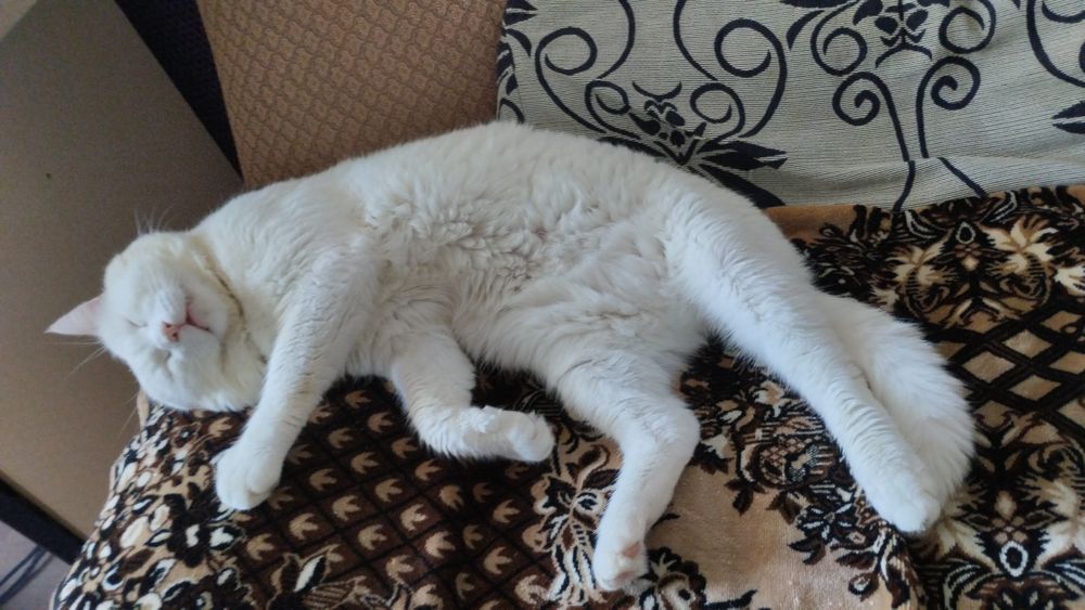 Вязка для кошек, альбинос! 10000