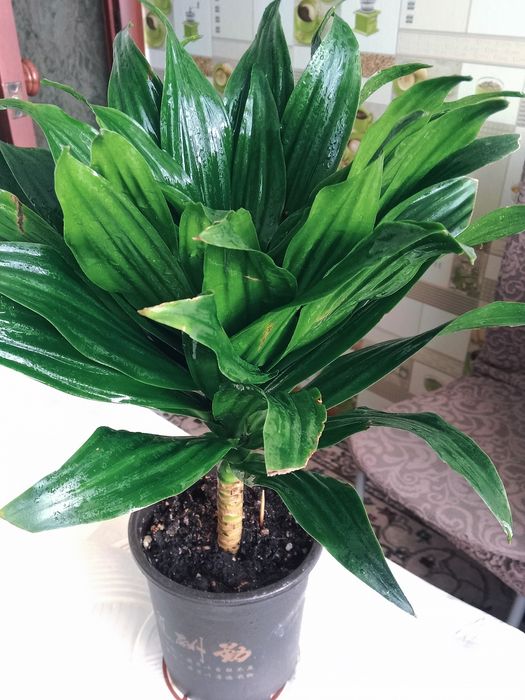 Пальму драцену продам