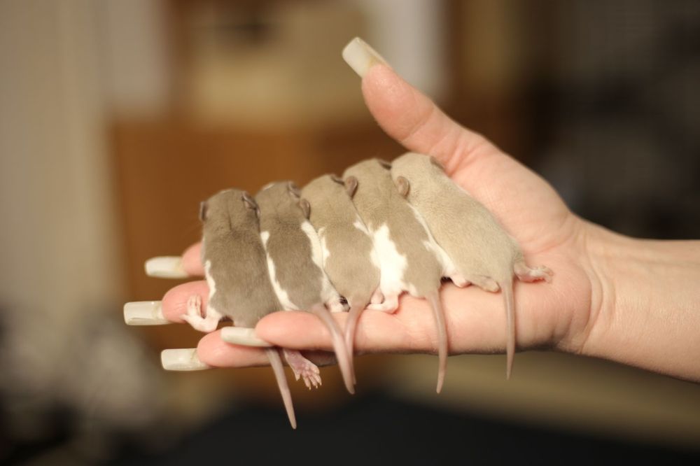 Дамбо крысята хаски