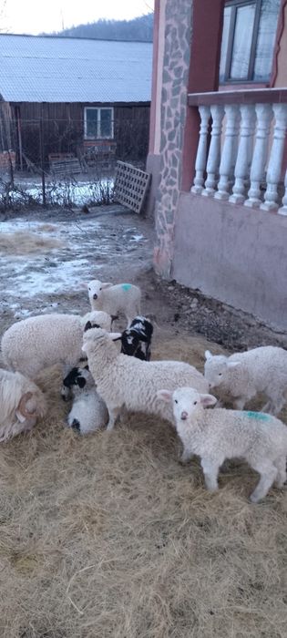 Vand oi cu miei , detalii la telefon