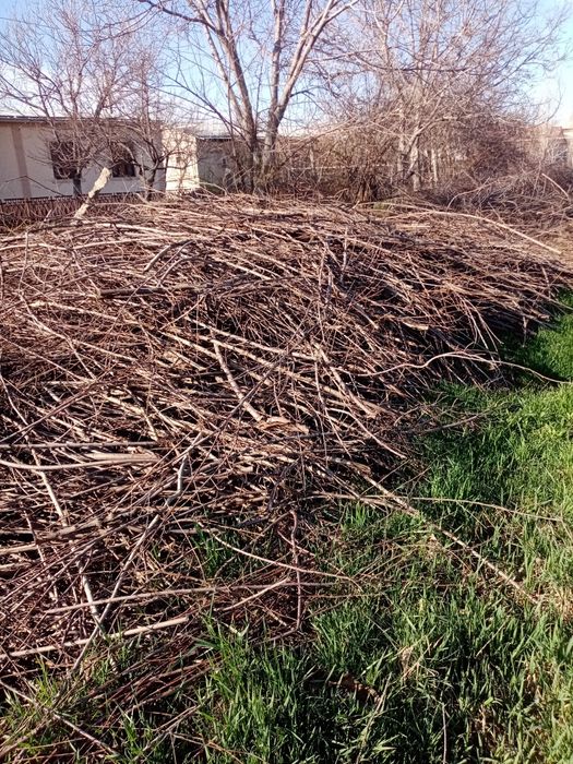 O'tin tekinga / Дрова бесплатно