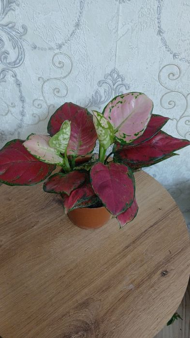 Комнатные растения