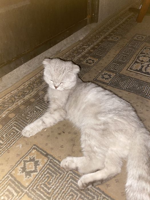 Кошку отдам за 10 тысяч тенге, шотландская.