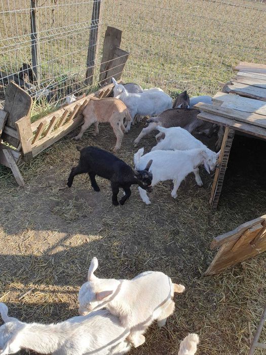 Iedute de rasa Sanen sau Alpina franceza