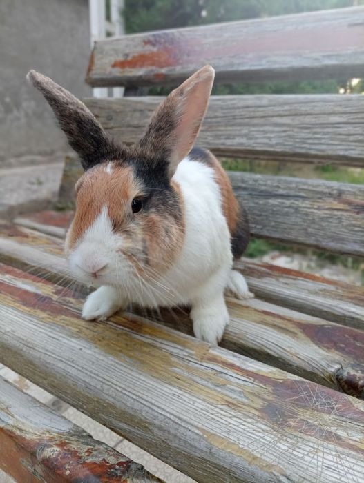 Quyon Galand yoponskiy akras