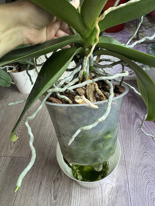 Продам цветущую орхидею