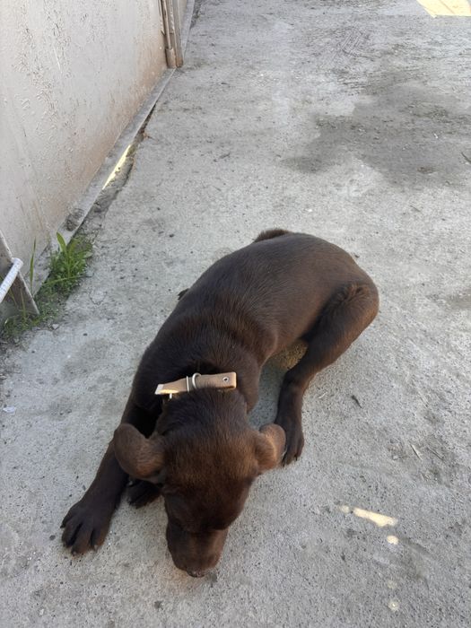 Щенок Лабрадор ретривер