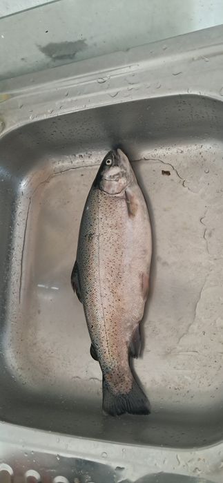 Forel baliq boqishga investor $