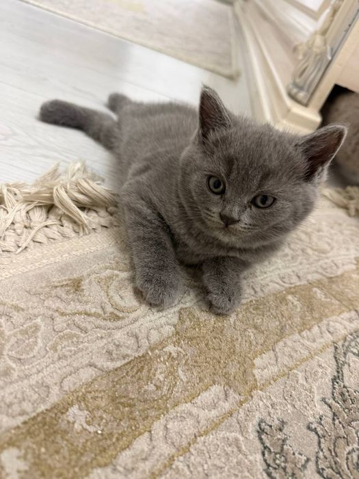 Продается котёнок