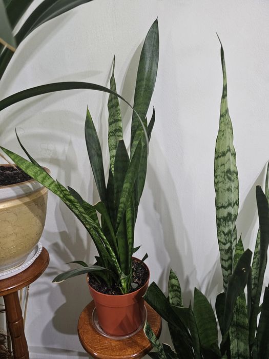 Продам комнатные цветы