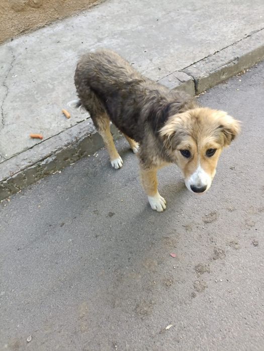 Щенок в добрые руки