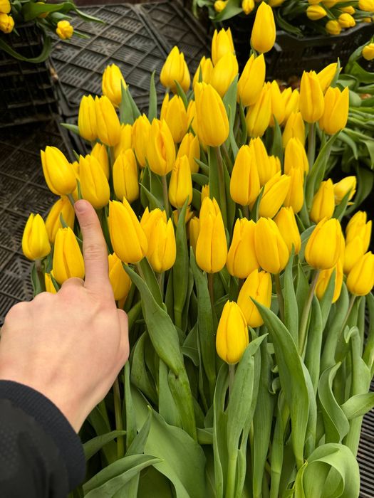 Красивые тюльпаны