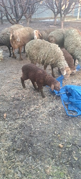 Матки с ягнятами ,домашние.