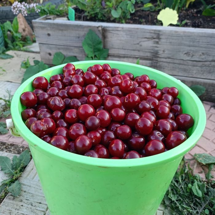 Вишня Дачная, сладкая