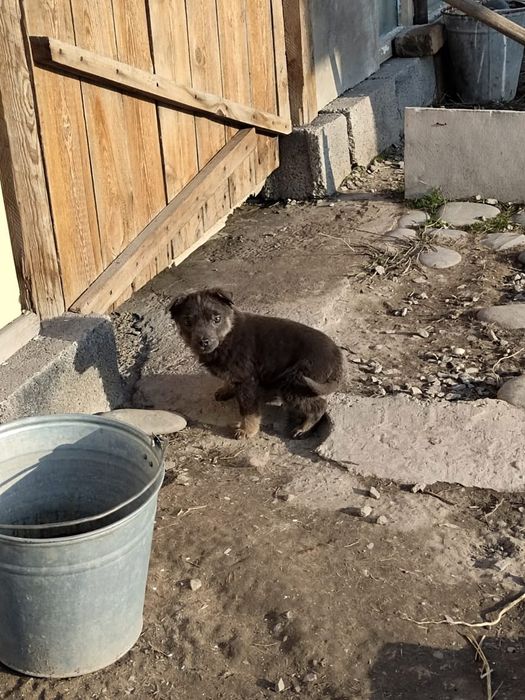 собаки в хорошие руки