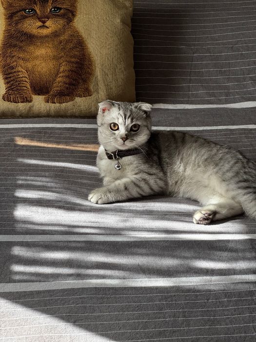 продам кошка скоттиш фолд