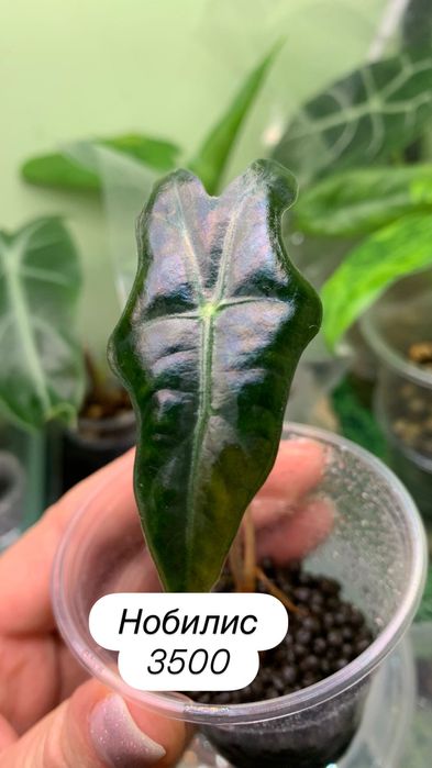 Детки алоказий разные.