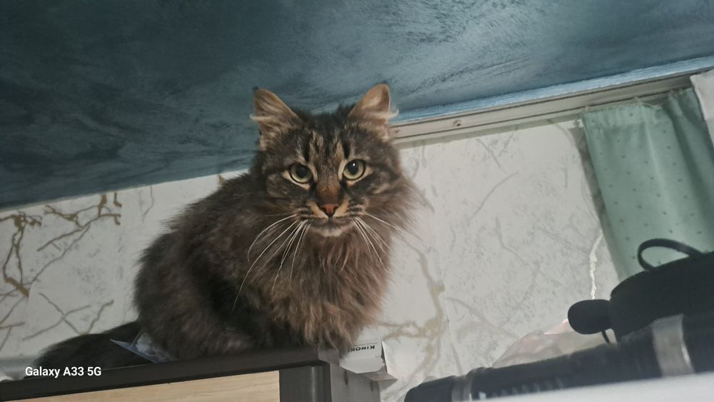 Maine Coon  ....