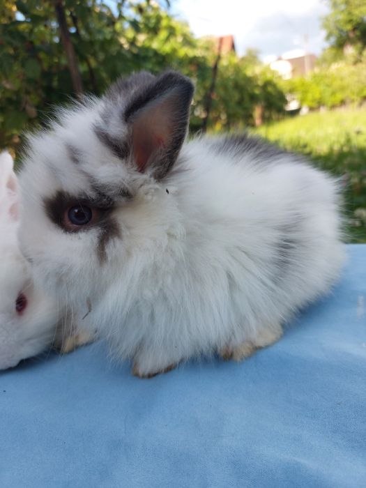 Iepuri pitici teddy,pui 7 saptamani