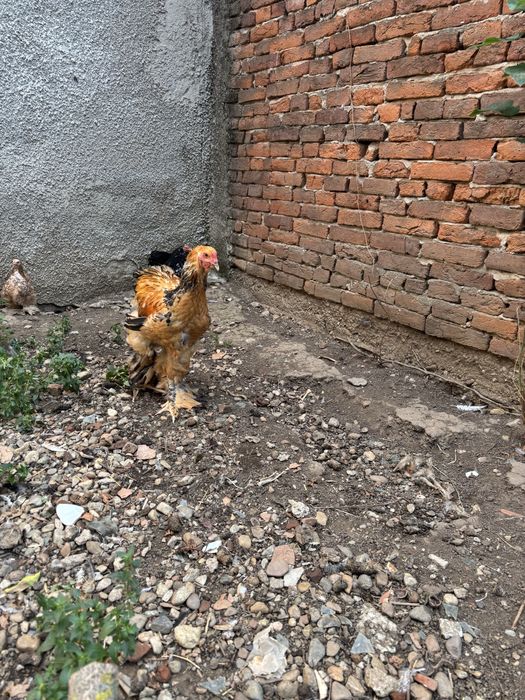 Gaini brahma de vanzare