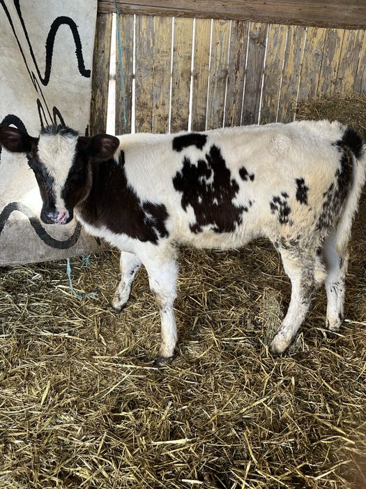 Vitei de rasaa albastru belgian / baltata romaneasca