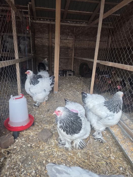 Oua incubat Brahma Hd, Wyandotte gsg