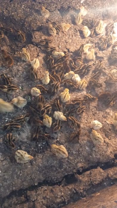 0.90€-Мъжки пъдпъдъци  .