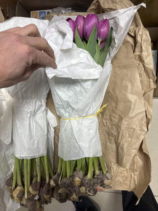 Тюльпаны по 350 тг