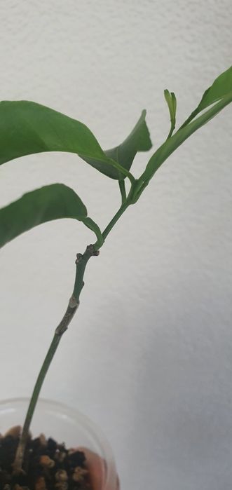 мандарин беби, прививка