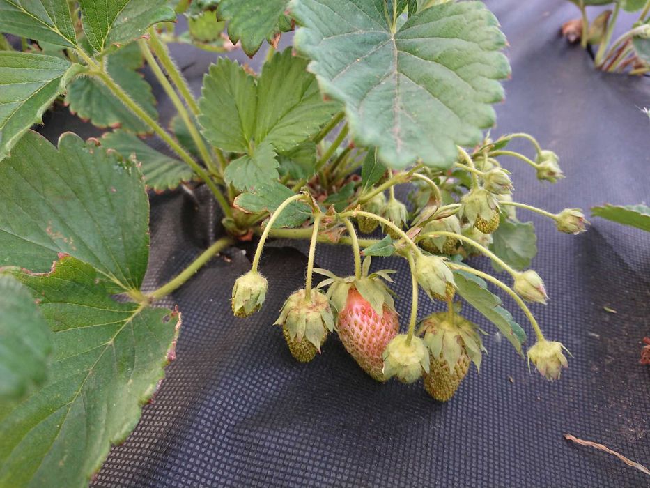 Дача в городе с баней и теплицей, 7 линия